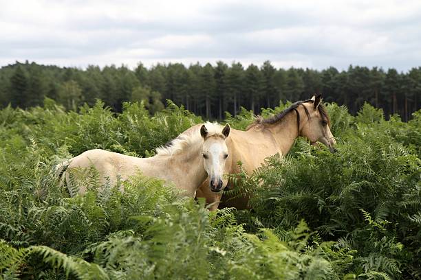 wild palomino foal close to dun mare