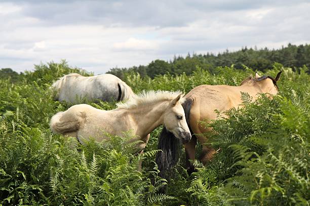 istock palomino foal new forest national park 512213737