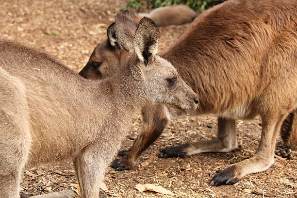istock two Baby Kangaroos in outdoor park 512213823