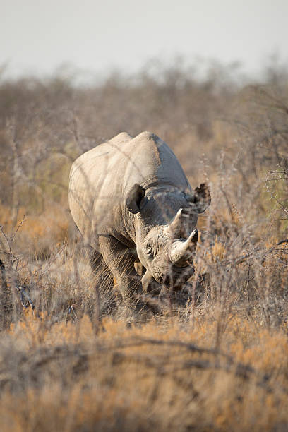 istock Black Rhino in bushveld 512214156