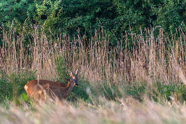 This must be love Ricke with her fawn  love roe deer stock pictures, royalty-free photos & images