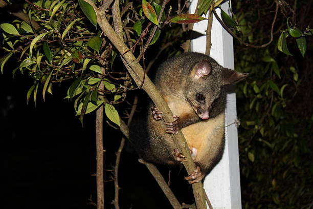 Possum in the garden possum in the garden possum nz stock pictures, royalty-free photos & images