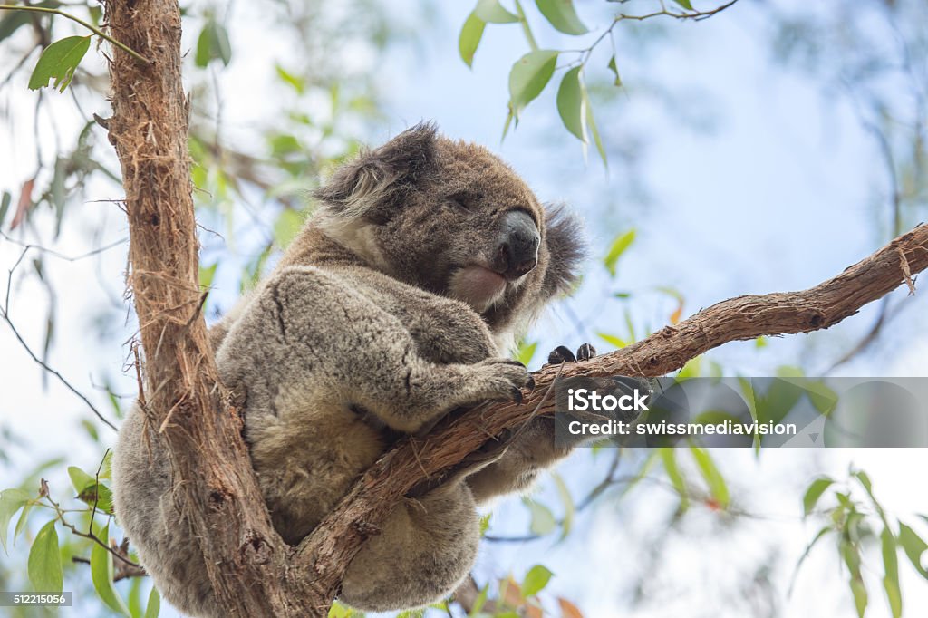 Close up of Koala sleeping in eucalyptus tree in Australia Close up of a Koala sleeping in an eucalyptus tree in Victoria's state of Australia. Acacia Tree Stock Photo