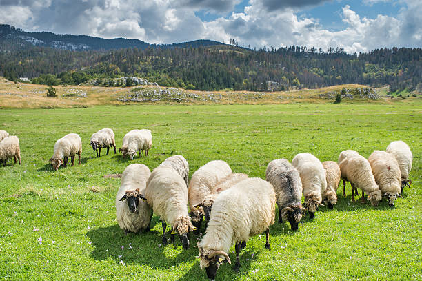 istock Flock of sheep 512215339