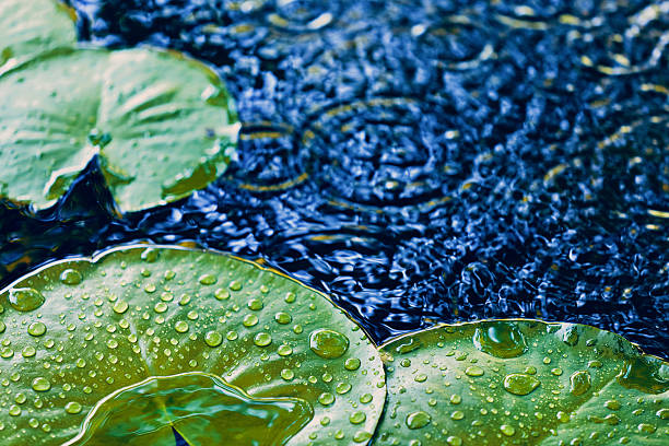 Raindrops on Lily Pads in Pond - Nature Background