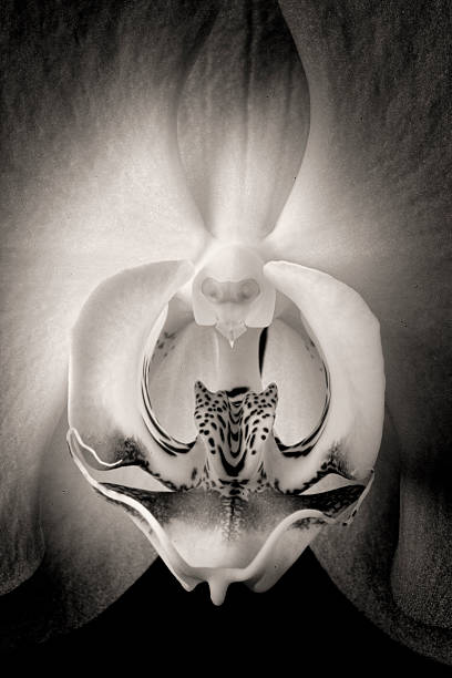 Close-up of White Orchid