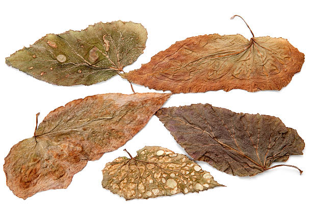 istock set of texture of dry leaves 512215915