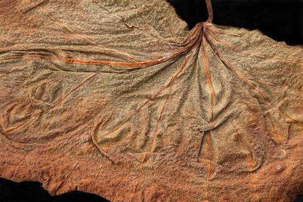 istock texture fragment of dry yellow leaves 512215923