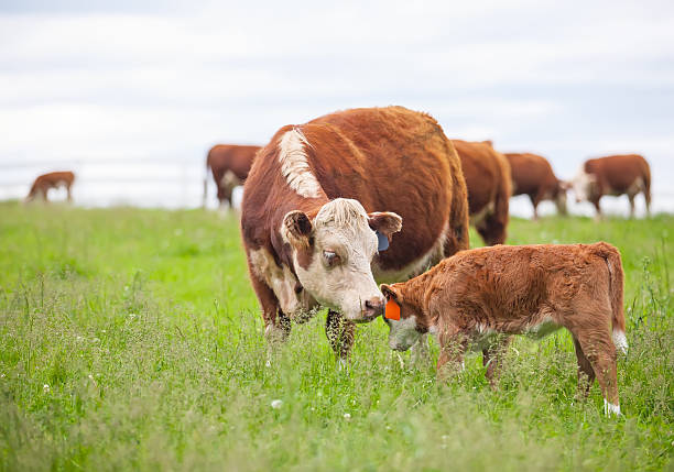 Hereford Cow & Calf in Pasture stock photo