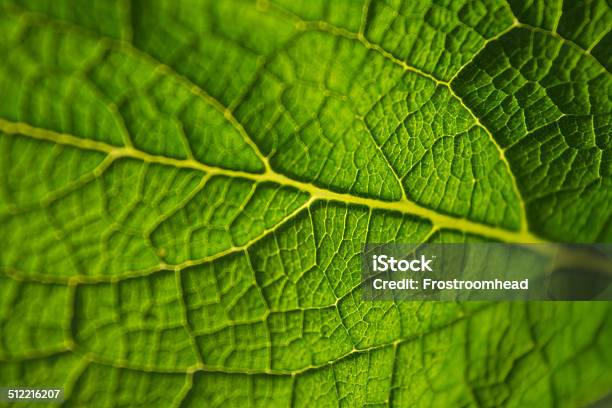 Green Leaf Closeup Stock Photo - Download Image Now - Close-up, Extreme Close-Up, Green Color