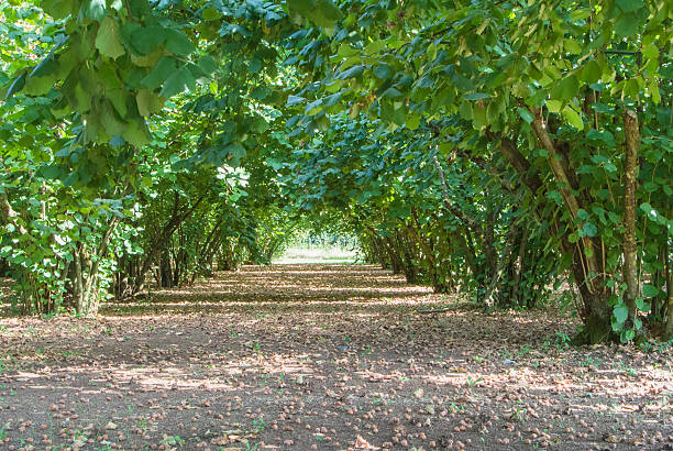 hazelnut wood in italy stock photo