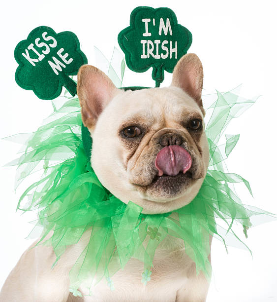 St Patricks Day dog stock photo