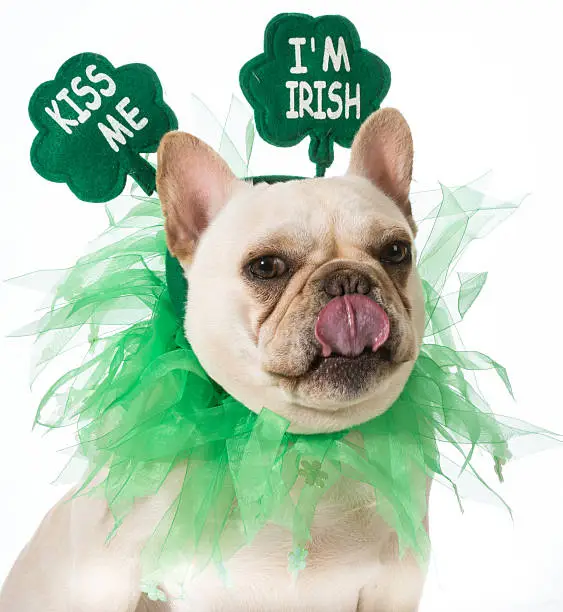 Photo of St Patricks Day dog