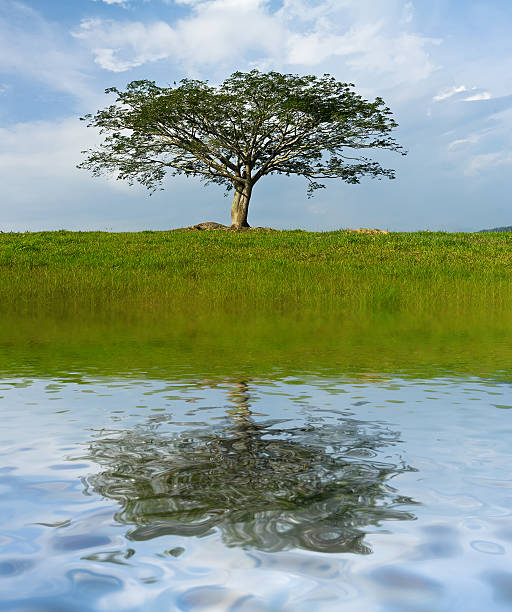 istock tree standing upright in the middle of the green grass 512216661