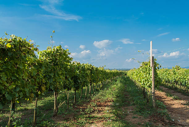 Italian vineyard stock photo