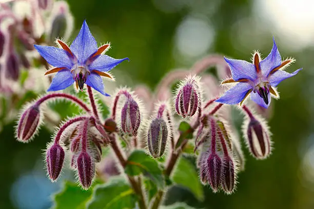 Borage flowers close up (Borago officinalis)