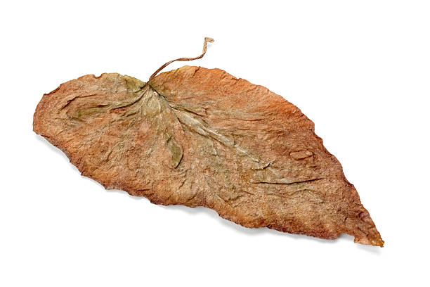 istock Lonely yellow leaf, isolated on a white background 512216807