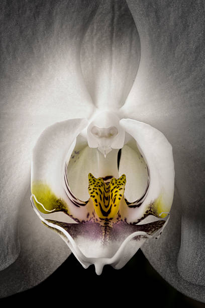 istock Close-up of White Orchid 512217091
