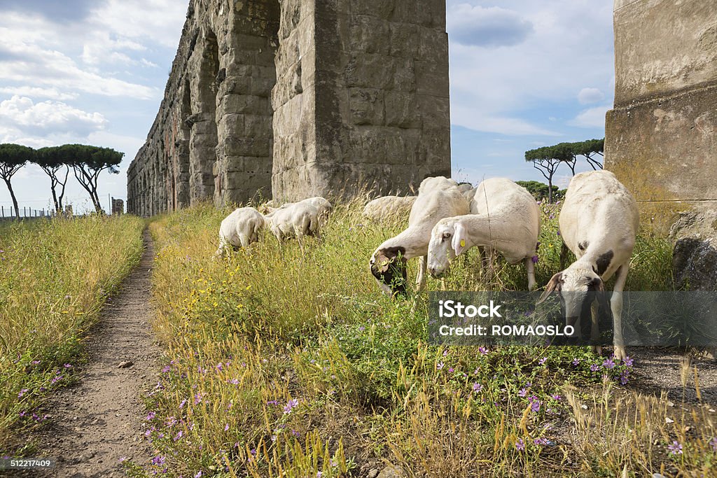 Flock of sheep by the Aqueduct, Rome Italy Flock of sheep by Aqua Claudia in Parco degli Acquedotti, Rome Italy Ancient Stock Photo