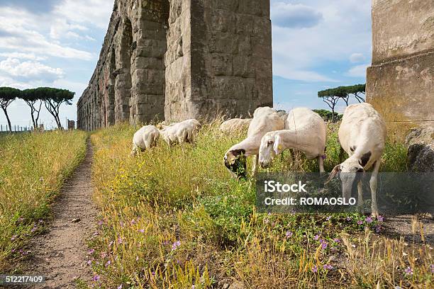 Flock Of Sheep By The Aqueduct Rome Italy Stock Photo - Download Image Now - Ancient, Aqueduct, Arch - Architectural Feature