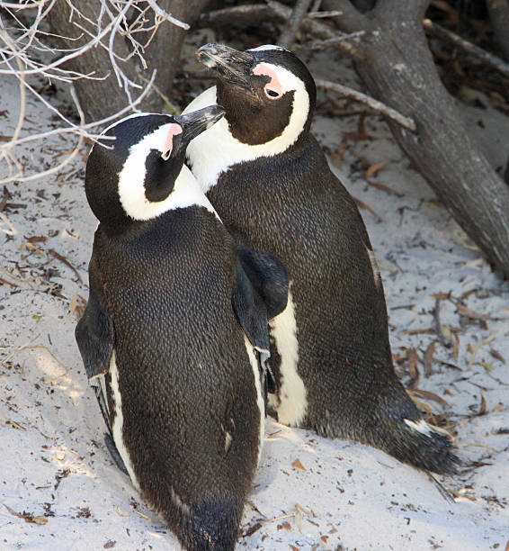 istock penguin couple passionately kissing each other 512217419