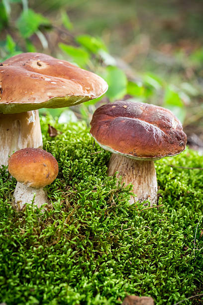 varios boletus seta en el bosque - vertical meadow mushroom vegetable fotografías e imágenes de stock
