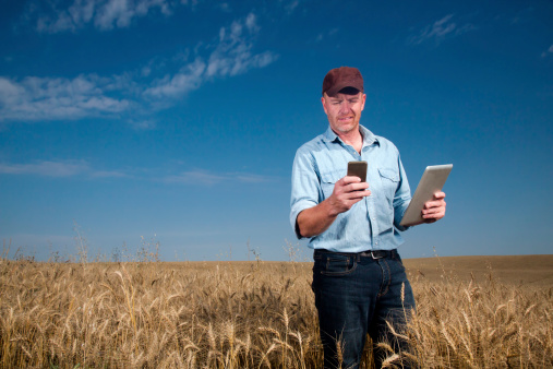 A royalty free image from the farming industry of a farm worker using a tablet PC and smartphone in a wheat field.
