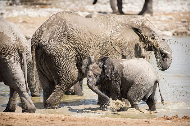 istock Elephant at the Okaukuejo water hole 512217714