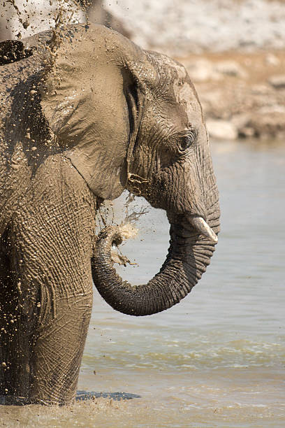 istock Elephant at the Okaukuejo water hole 512217942