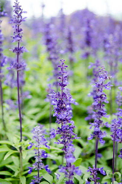 istock purple lavender flowers in the field 512218035