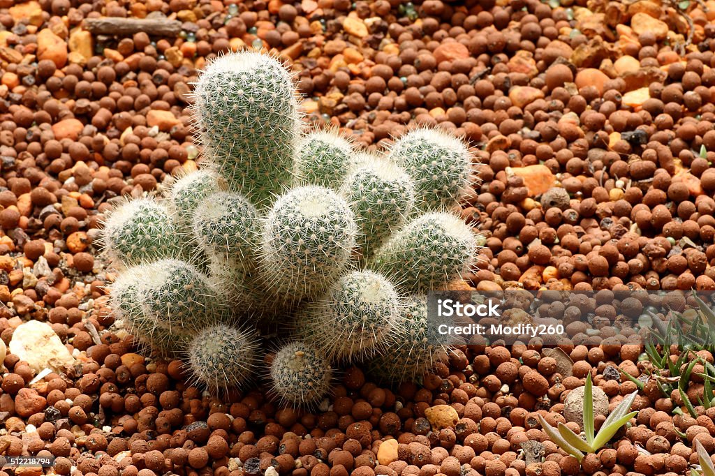 Piante-arido CACTACEAE, plumosa Mammillaria - Foto stock royalty-free di Asparagina