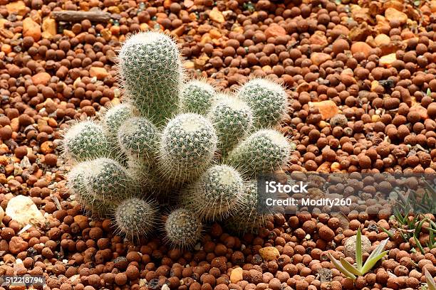 Piantearido Cactaceae Plumosa Mammillaria - Fotografie stock e altre immagini di Asparagina - Asparagina, Cactus, Calore - Concetto