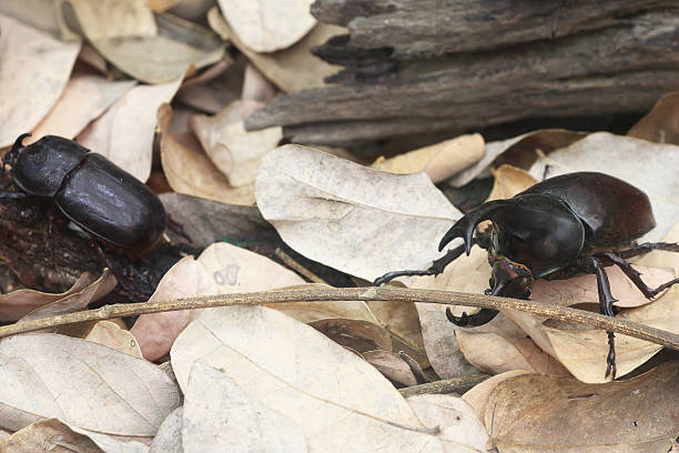 istock Close up male fighting beetle (rhinoceros beetle) 512218880
