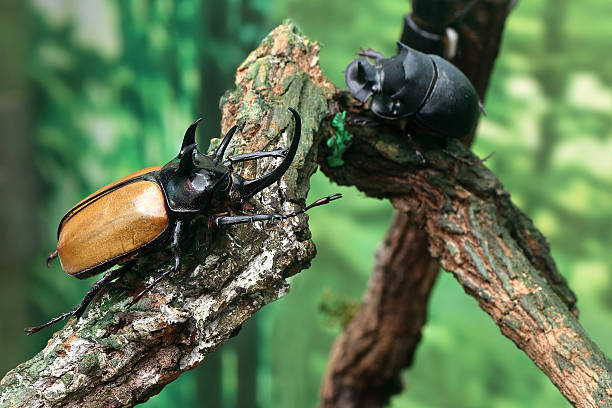 istock Close up male fighting beetle (rhinoceros beetle) on tree 512218970