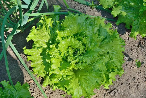 A close up of the lettuce and spring onions.