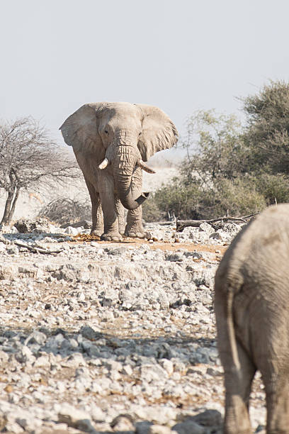 istock Elephant at the Okaukuejo water hole 512221630