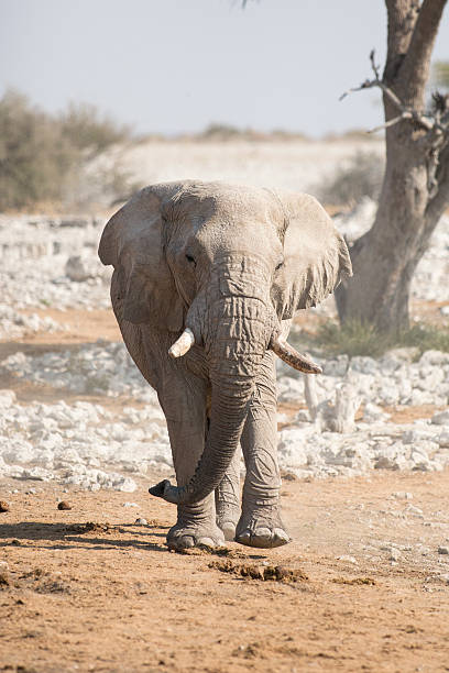 istock Elephant at the Okaukuejo water hole 512221774