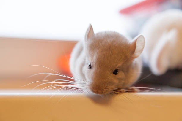 istock Baby chinchilla photographed close 512221958
