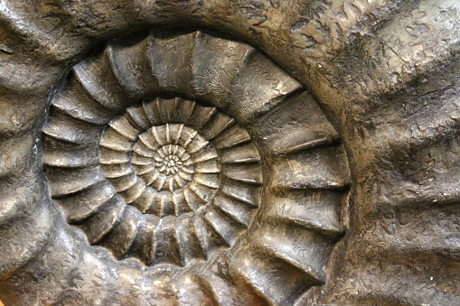 Photo showing the spiral of a fossilised ammonite in close-up. The image is of the remains of a marine mollusc that lived between 240 and 65 million years ago. Unfortunately, the species was to die out during the mass Cretaceous-Paleogene (K-Pg) extinction event.