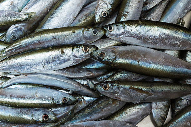 istock Close up of bunch of raw anchovy fish 512223348