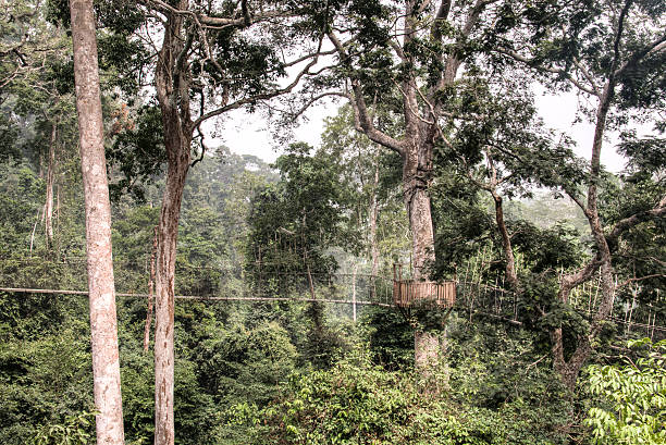 istock Hanging bridges in Kakum, Ghana 512223940