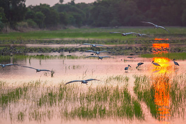 istock egret bird with sunset at rice farm. 512224256