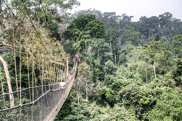 istock Hanging bridges in Kakum, Ghana 512224702