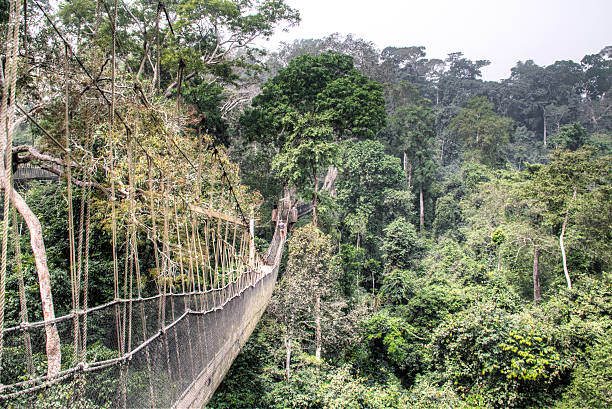 istock Hanging bridges in Kakum, Ghana 512224790