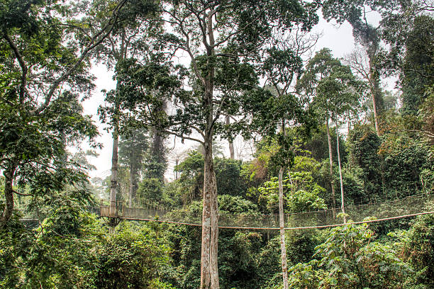 istock Hanging bridges in Kakum, Ghana 512225196