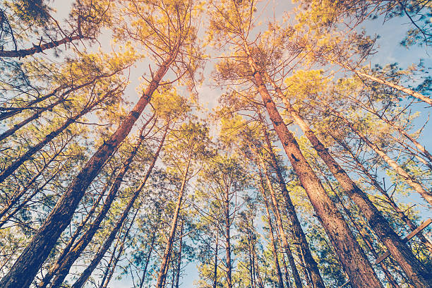 istock Pine tree in natural forest and sunlight with vintage tone. 512225908