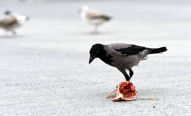crow eating carrion Photo of crown while eating carrion. On the background, there are seagulls. Photo is taken in Istanbul, Turkey. crow eating carrion stock pictures, royalty-free photos & images