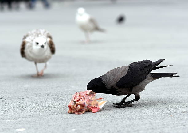 crow eating carrion Photo of crown while eating carrion. On the background, there are seagulls. Photo is taken in Istanbul, Turkey. crow eating carrion stock pictures, royalty-free photos & images