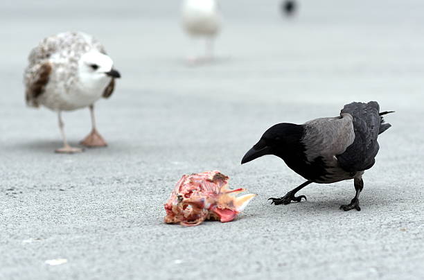 crow eating carrion Photo of crown while eating carrion. On the background, there are seagulls. Photo is taken in Istanbul, Turkey. crow eating carrion stock pictures, royalty-free photos & images