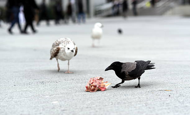 crow eating carrion Photo of crown while eating carrion. On the background, there are seagulls. Photo is taken in Istanbul, Turkey. crow eating carrion stock pictures, royalty-free photos & images